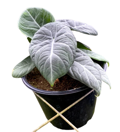 Maharani